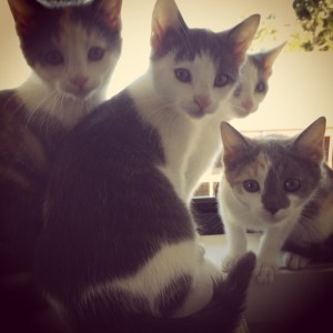 2015-07-29 11.33.34-1